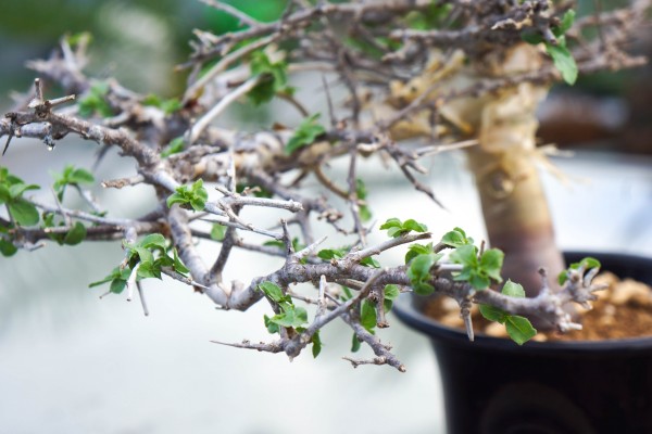 コミフォラ Commiphora sp.aff.wildii,pv2577大株潅木追加画像有