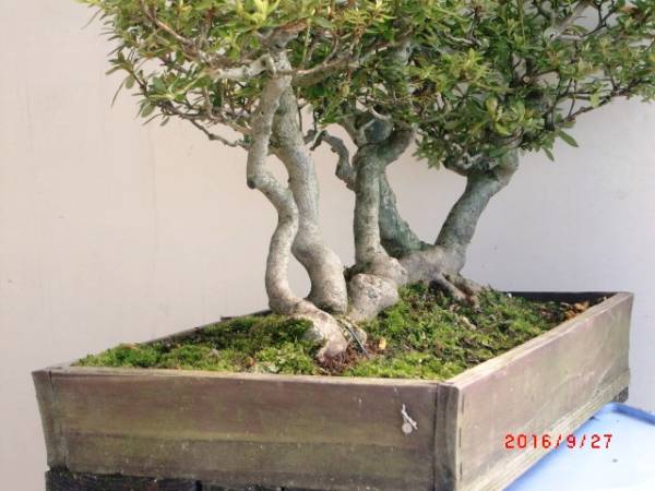 盆栽 樹高 さつき 皐月 Rhododendron 日光 新日光 約19cm - 約22cm