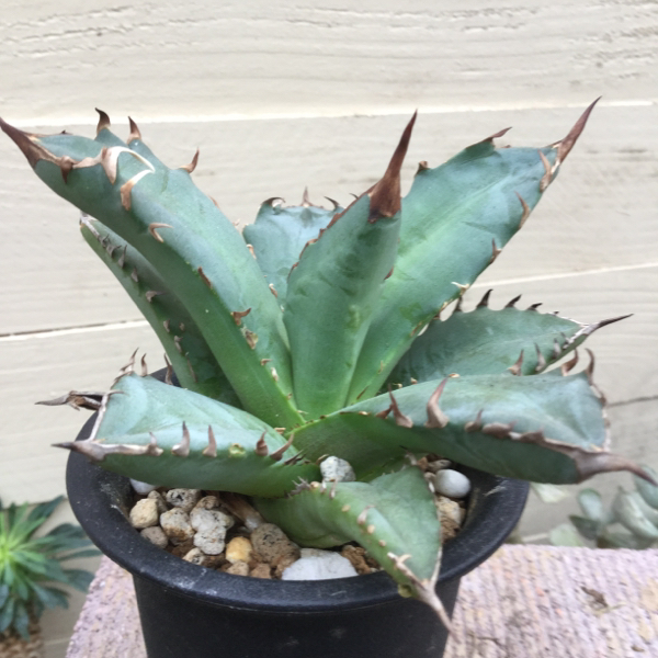 アガベ チタノータ 6㎝鉢 小ぶりで綺麗な株です