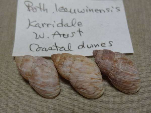 Bothriembryon leeuwinensis