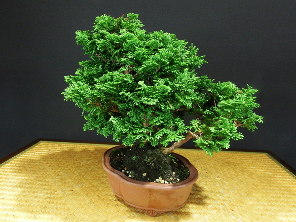 ◇盆栽幸◇津山ひのき◇中品◇樹高：２４cmA