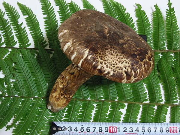 □信州産 松茸□1本 堂々の240ｇ□キングサイズ□