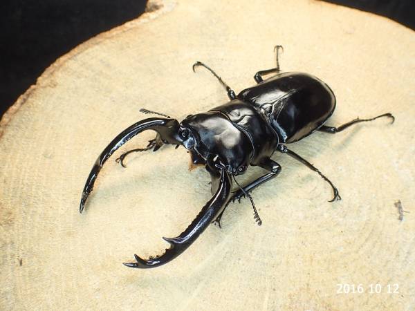 ウエストウッディ原名亜種♂86mm単品 虫類 ウエストウッディ DV産