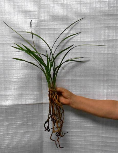 土佐寒蘭・山姥・濃紅紫大輪前面無点舌・（５条＋花茎伸長中）株