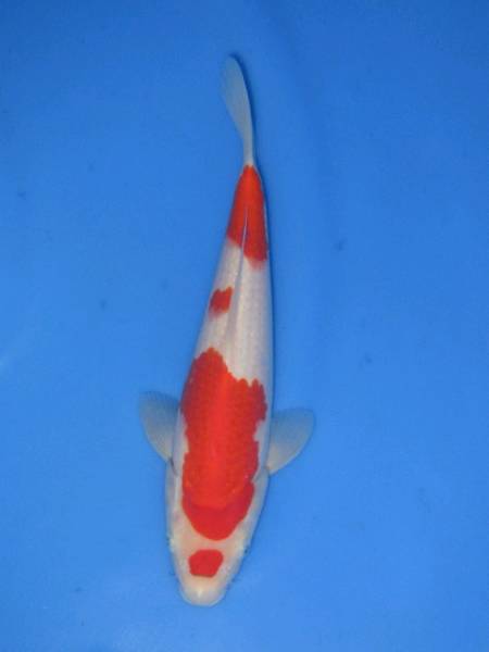 ☆上物 近藤産 紅白 ２５センチ 二歳☆