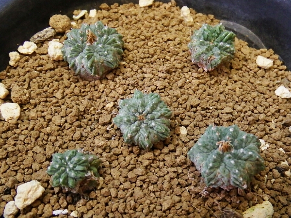 サボテン 多肉植物 139 アズテキウム 花籠 5本
