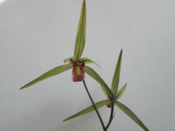 東洋蘭　寒蘭　登録銘品・紅舌冠成木花付　更紗ベタ舌　１３
