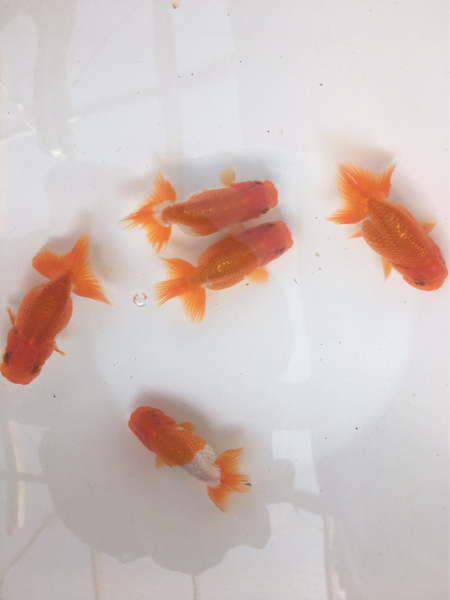 今期最終出品 宇野系らんちゅう　当歳魚 5尾 約7cm 上物