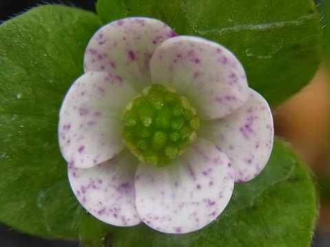 雪割草＊＊＊点々日輪咲　Q-62