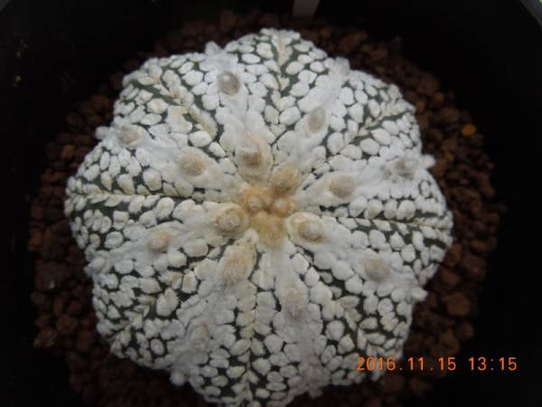 サボテン　特選　兜　ミラクル　C