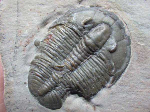 巣穴１円ユタ、ベスト喰われ！Elrathia kingii..三葉虫化石4206