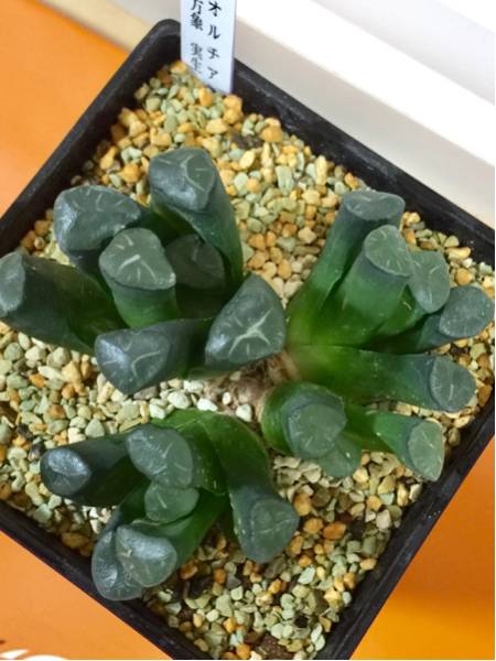 ハオルチア 万象 実生 4株 W5cm4.5cm4.2cm2.5cm