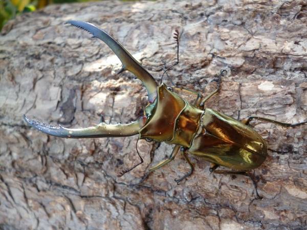 【Saiki】 送料無料! cyメタリフェルサンギレンシス♂♀ペア