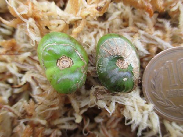 山野草　サワラン「純白素心花」