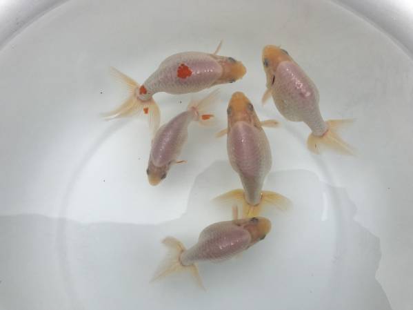 【Ay】 出雲ナンキン No HO/070 当歳魚5匹セット〈動画有り〉