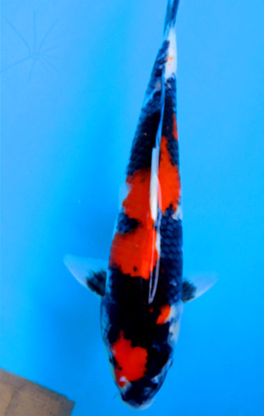 池揚げセール！■■■岡本錦鯉 7-203 昭和三色　36ｃｍ2才