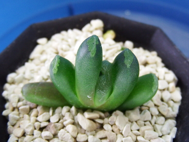 サボテン 多肉植物 37 ハオルチア 万象 天孫