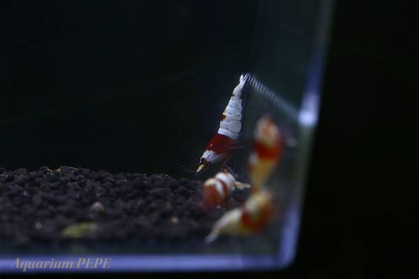 Gp レッドビーシュリンプ モスラ オスメス6匹 Tke F1 ビーシュリンプ 売買されたオークション情報 Yahooの商品情報をアーカイブ公開 オークファン Aucfan Com