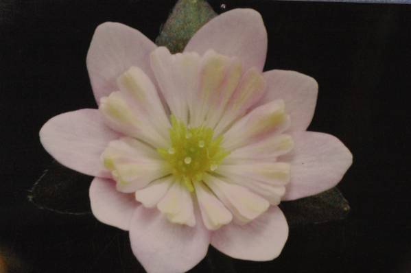 【雪割草】H67-4 雪灯り(オリジナル）