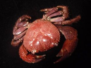 ゲンコツナガニシ 貝殻貝標本カニ図鑑化石鉱石美術骨董骨格宝石