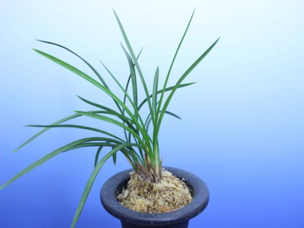 ☆★日本春蘭★　複色花・金青晃　★5本立★1786★☆