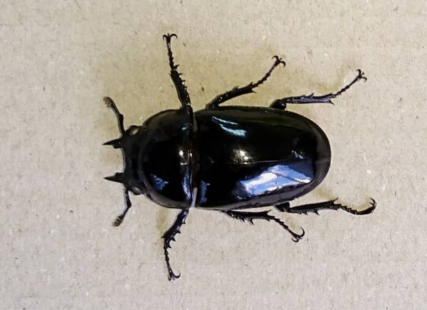 ☆　タランドゥス ホワイトアイ ♀４５ｍｍ　☆