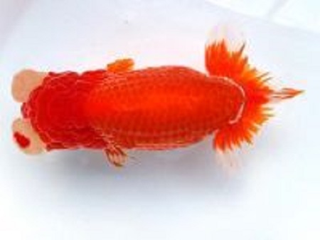 【鈴木和男氏系統魚・無選別新仔100匹・ 予約販売】①-2