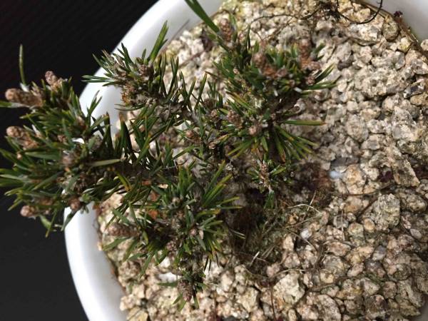 八房赤松「千寿姫」 | Vintage 盆栽 希少 千寿姫 Bonsai 〜盆栽＆北欧