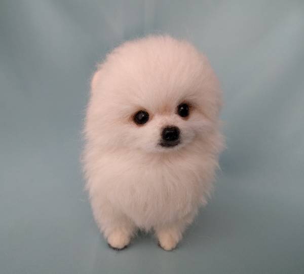 羊毛フェルト 犬 ポメラニアン ハンドメイド ホワイト 白 ポメラニアン