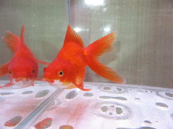 飯田琉金 素赤 3才 14cm カジヒレ2枚 6000円 石川金魚店 撮影日4 3 山形市在住 ブリーダー 斉藤氏 琉金 売買されたオークション情報 Yahooの商品情報をアーカイブ公開 オークファン Aucfan Com