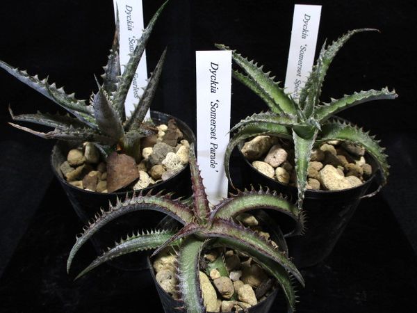#31 希少 Dyckia Somerset シリーズ 3株セット ( ディッキア サマセット パレード フィアレス スペクタキュラー