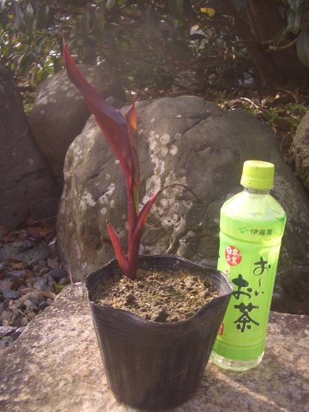 カンナ オーストラリア その他 売買されたオークション情報 Yahooの商品情報をアーカイブ公開 オークファン Aucfan Com カンナ オーストラリア その他 売買されたオークション情報 Yahooの商品情報をアーカイブ公開 オークファン Aucfan Com