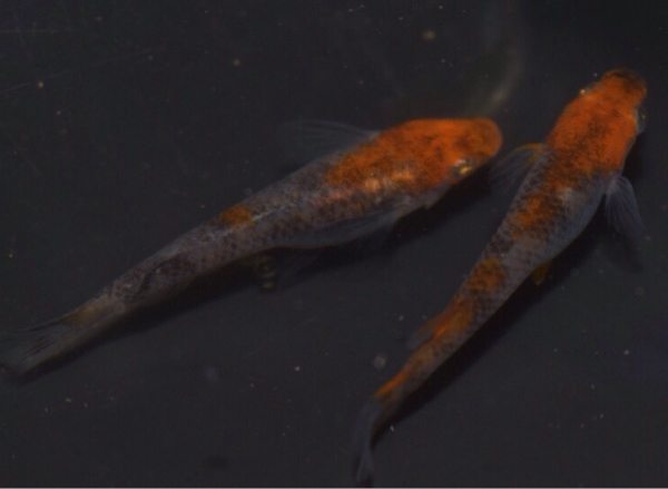 【超上物種親】スモールアイ錦☆三色めだか１ペア