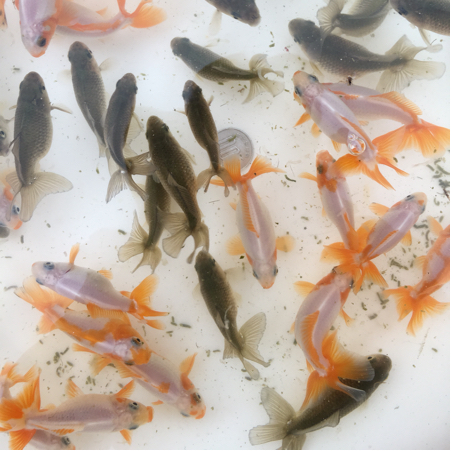 地金・六りん2才魚 『調色済みのみ5匹セット』OZ-6【動画有り】