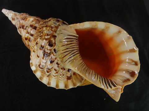 h257926110.3
