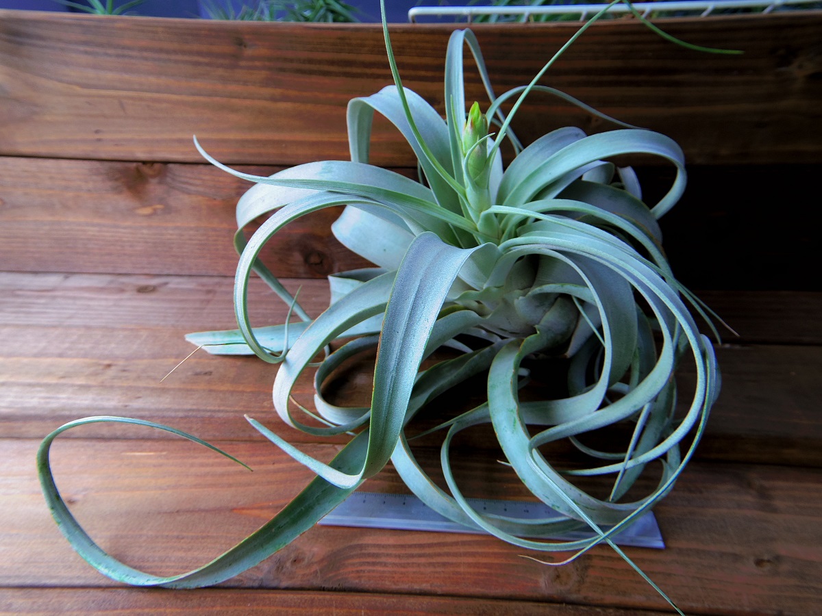 ● エアープランツ(チランジア) キセログラフィカ L 花芽付き　【常葉植物園】 a0819