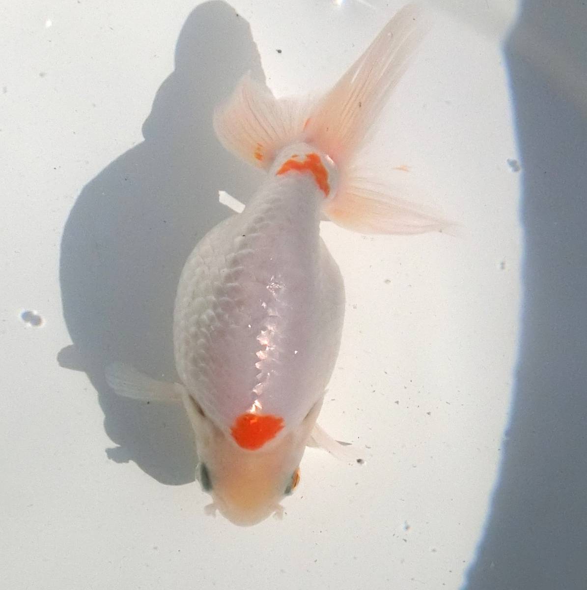 本年度、最終入荷？！当歳■出雲ナンキン３匹セット■なんきん１－4