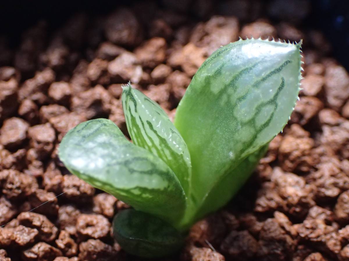 19【葉挿し繁殖】多肉植物 ハオルチア ナイルの一滴 ハオルチア ナイル