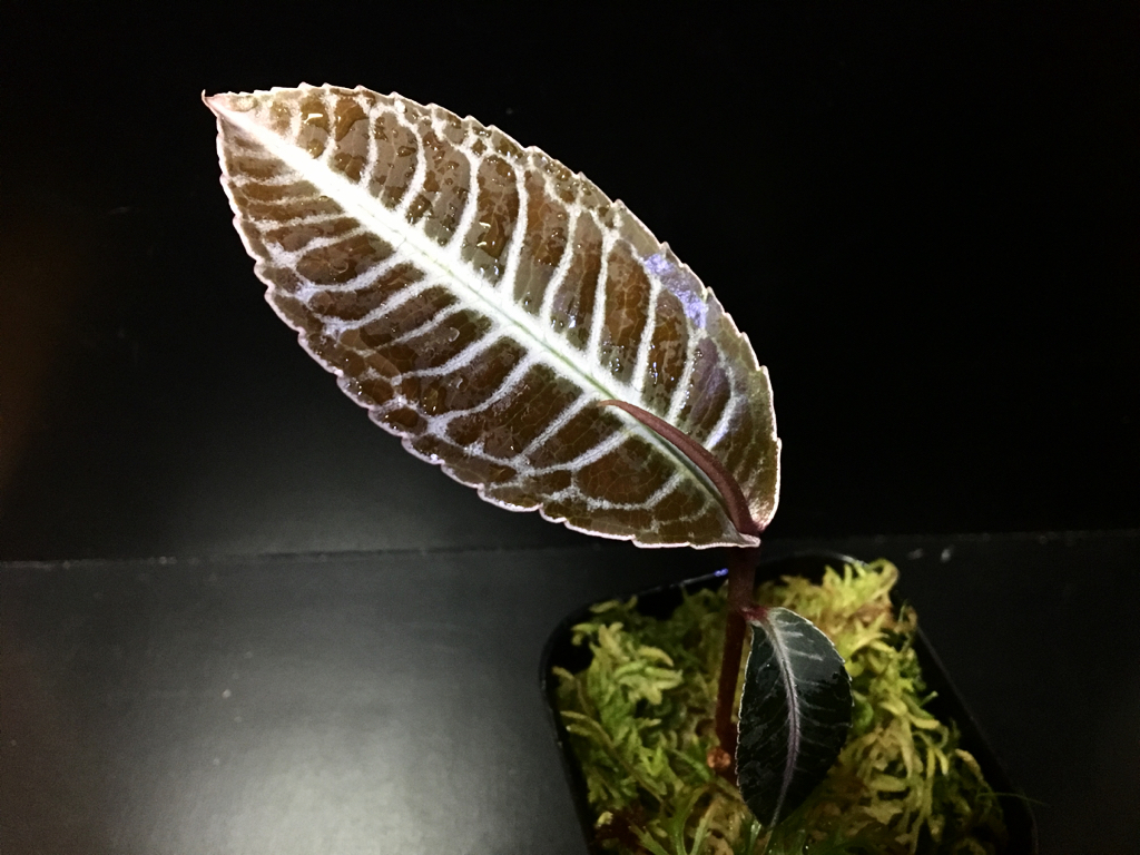 美品)Labisia sp ラビシア TK便 葉脈美 【公式通販】