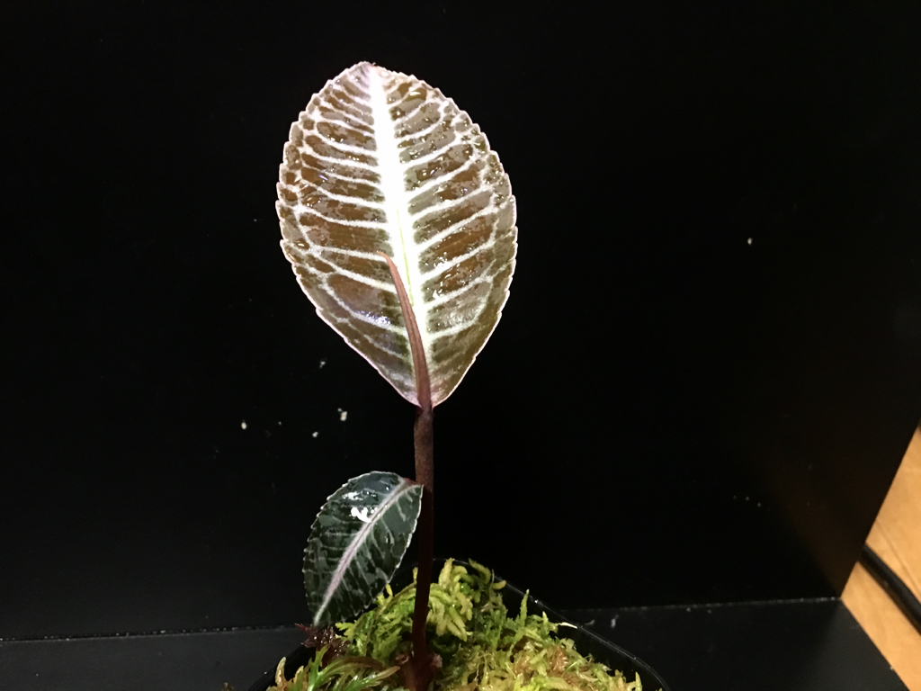 美品)Labisia sp ラビシア TK便 葉脈美 【公式通販】