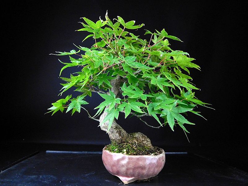 【盆栽 樂屋】◆山紅葉　樹齢35年　小品盆栽◆10/5