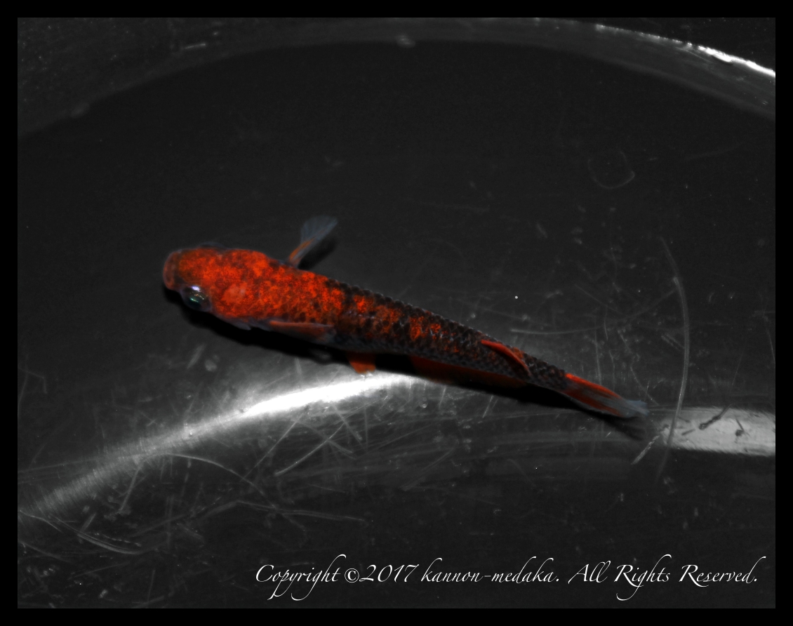 【観音めだか】◆秋の大特価◆ほぼS級！超極上『紅龍』メス☆品評会展示個体 S-No.4 ◆
