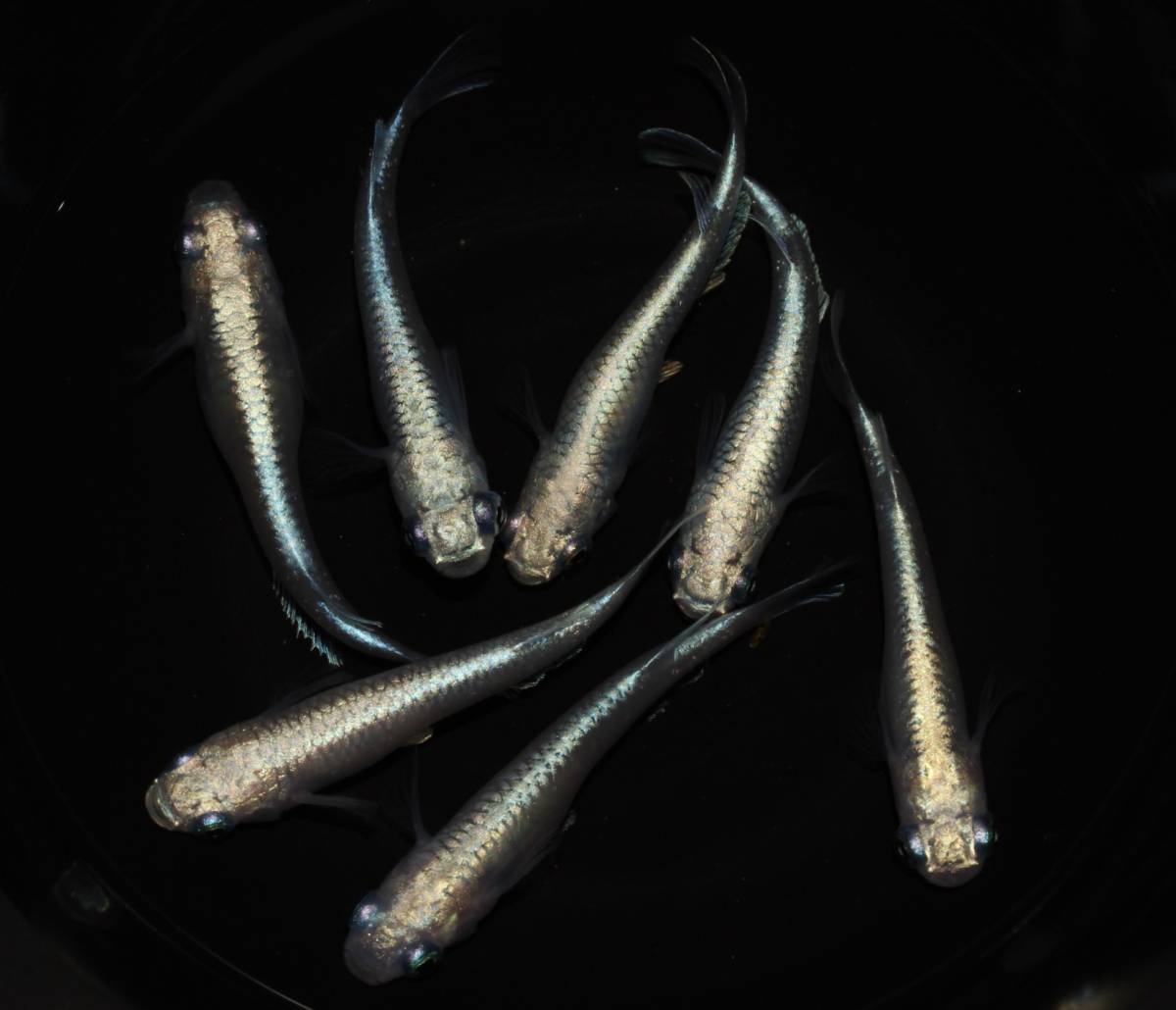 ◆上物◆　早熟金色鉄仮面幹之　◆画像の3ペア　計6匹 B