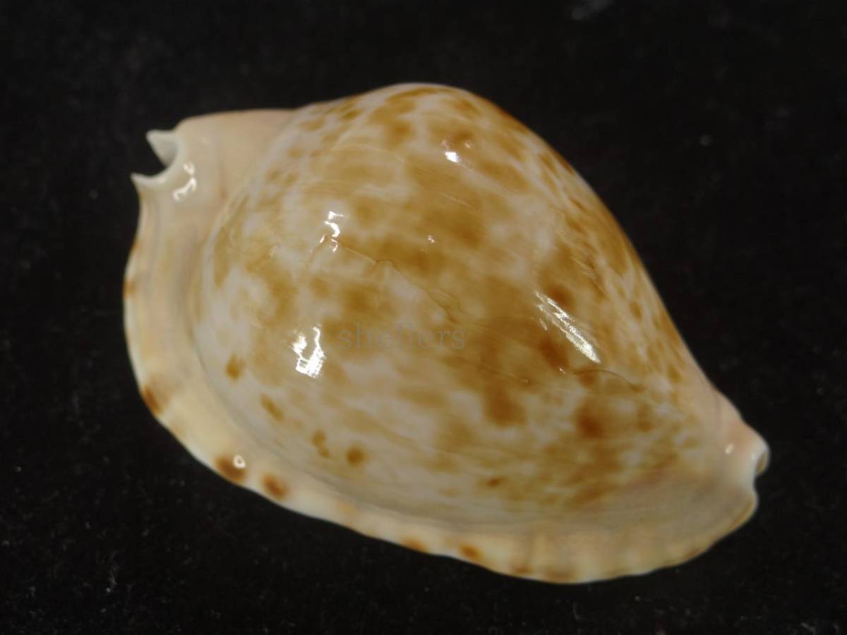 貝 標本 ヘルメットダカラ(コンスゥータ) 特美品