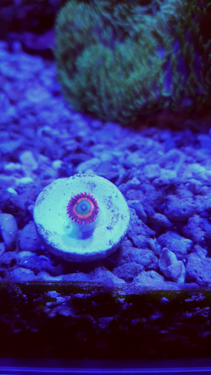 マメスナ　ラスタ　キャンディアップル　サニーD　 　　　　　　　　　　　　　　　　　　　　3点