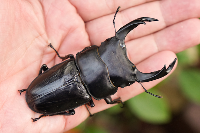 85.3㎜♂88.5同腹】オオクワガタ能勢SR血統 D13