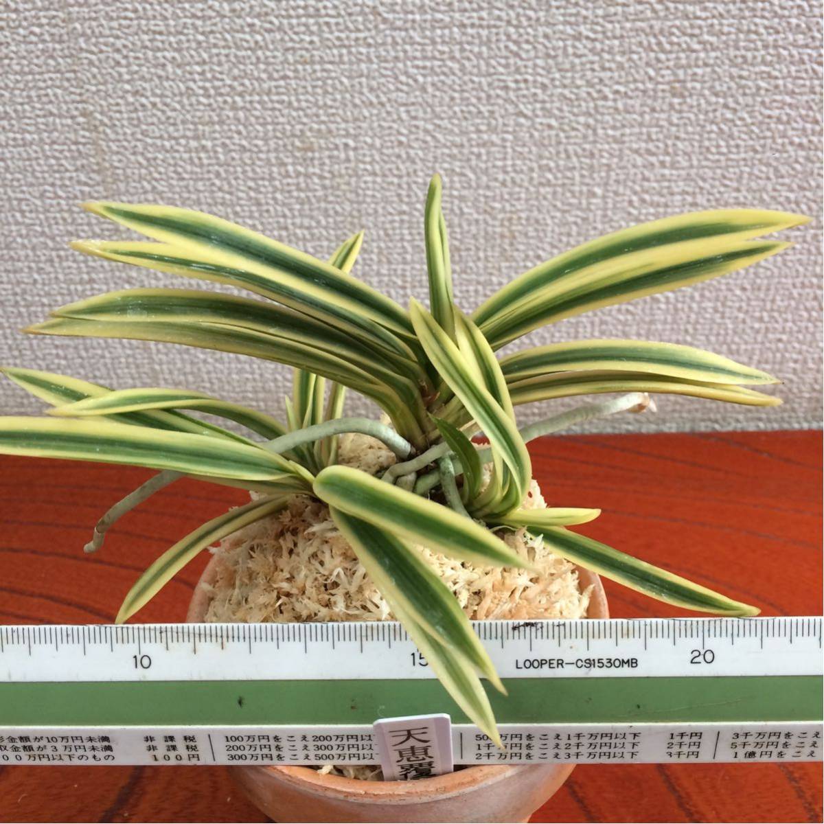 s545316580.2