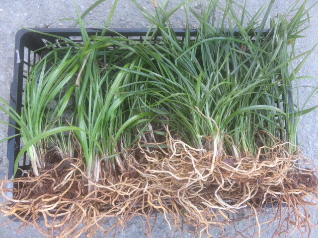 ⑪　山野草　シュンラン　春蘭　画像の苗全部の出品　　　　　★花芽合計４０有り★