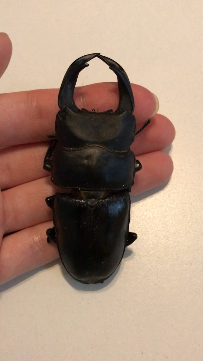 能勢YG血統 ♂82.5 ♀52.0 ♀51.1 トリオ