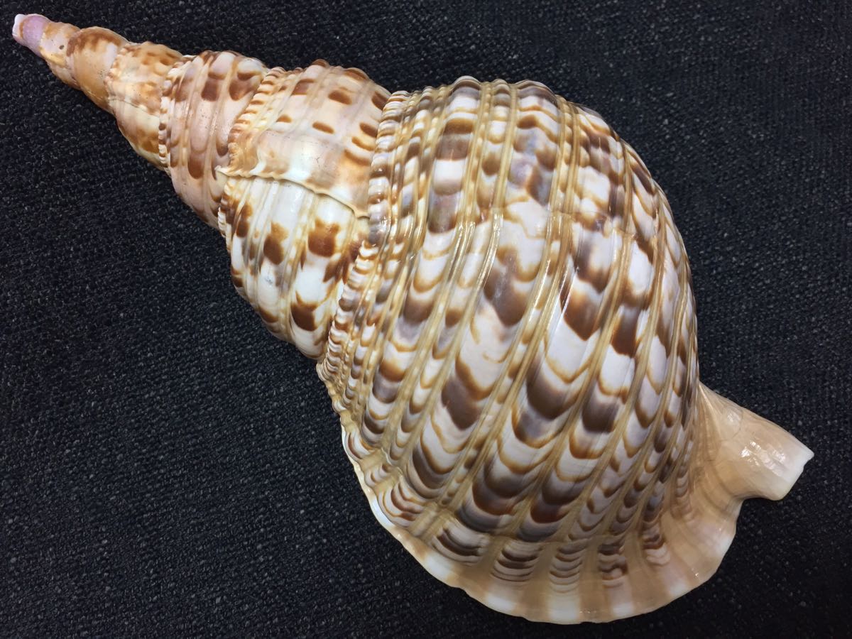 法螺貝 極上品 32cm 特大 笛 魔除け 修験 山伏貝 ホラ貝 ほら貝 未加工